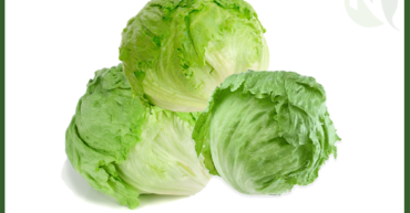 Egyptian Iceberg Lettuce