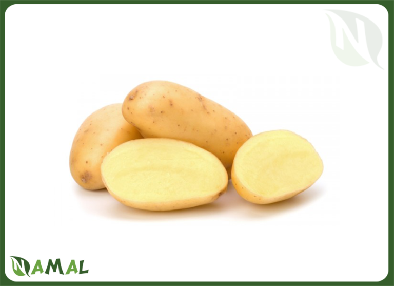 Egyptian Potatoes – NAMAL for Import & Export