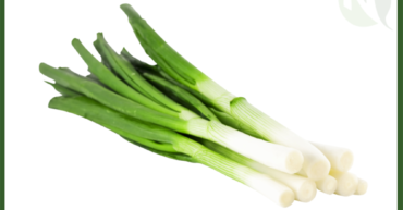 Egyptian Spring Onion