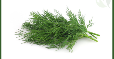 Egyptian Dill