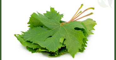 Egyptian Grape Leaves