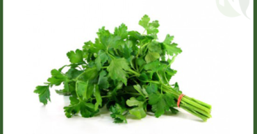 Egyptian Parsley