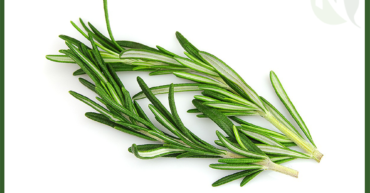 Egyptian Rosemary